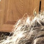 Profile picture of Junior84