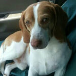 Profile picture of Dark Devil,